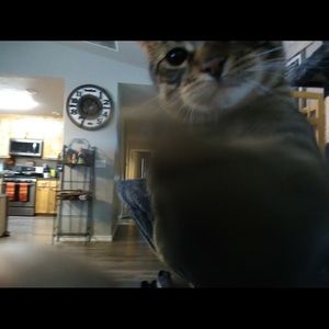 Meet your Posher, Kiralyn